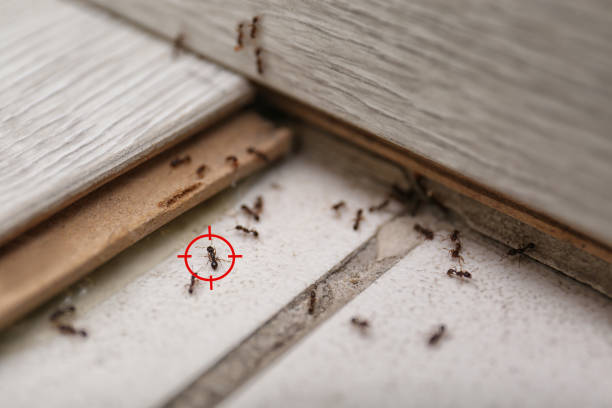 Best Wildlife Control Services  in Stanton, MI