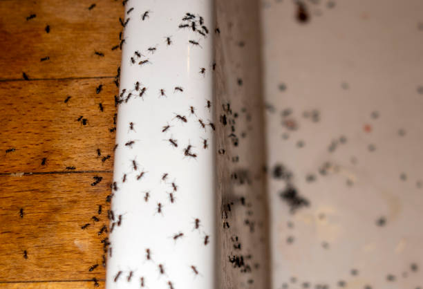 Best Pest Inspection Near Me  in Stanton, MI