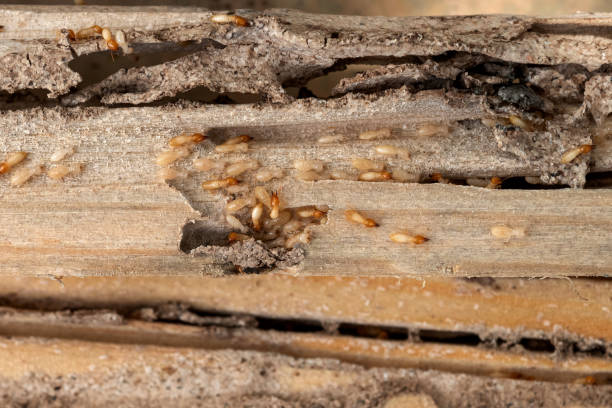 Best Pest Control for Restaurants  in Stanton, MI